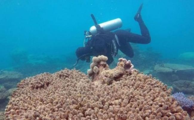 报告指由于气候转变令水温上升，大堡礁的珊瑚今年经历历来最严重的破坏。