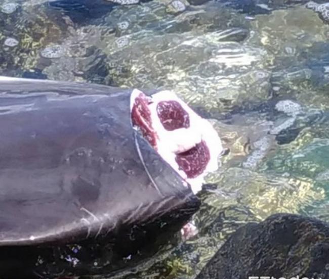台湾台东三仙台东北侧礁岩上惊见断尾死亡瓶鼻海豚