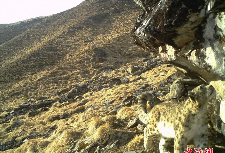四川卧龙国家自然保护区首次获取到雪豹母子的珍贵照片和视频