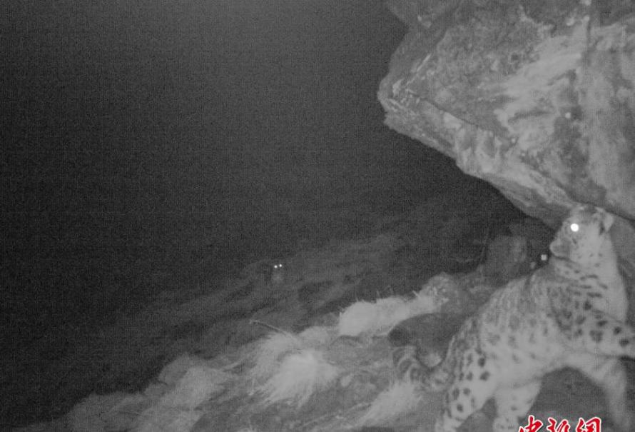 四川卧龙国家自然保护区首次获取到雪豹母子的珍贵照片和视频