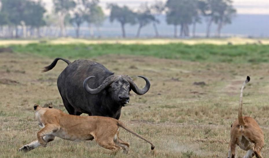 肯尼亚马赛马拉国家保护区中，三只狮子将野牛包围其中。