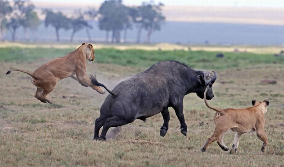 狮子对这头野牛发动攻击，却反遭甩落。