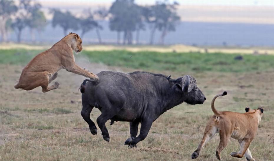 非洲野牛努力逃走，将狮子从背上甩脱。