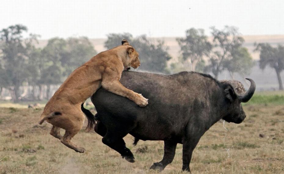 一只狮子努力爬上野牛的背。