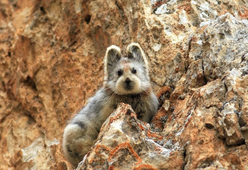 去年夏天在中国天山山脉有人目击这只伊犁鼠兔。 Photograph by Li Weidong