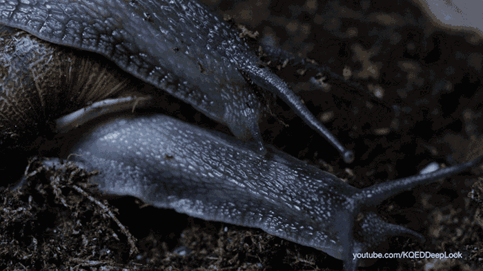 雌雄同体的蜗牛「办事」时间长达24小时，堪称「缓慢性爱」专家。