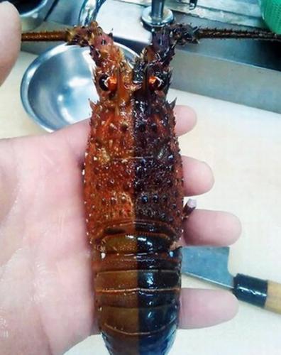 日本三重县鸟羽市答志岛出现一只雌雄同体的龙虾