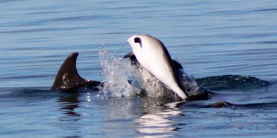 英国威尔士西部卡迪根湾一群宽吻海豚袭击杀死一只鼠海豚