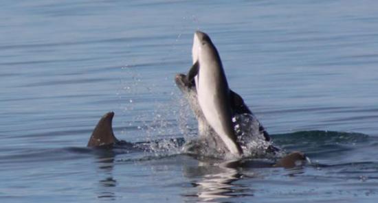 英国威尔士西部卡迪根湾一群宽吻海豚袭击杀死一只鼠海豚