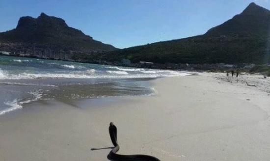 长达2米的黄金眼镜蛇，在海滩晒日光浴。