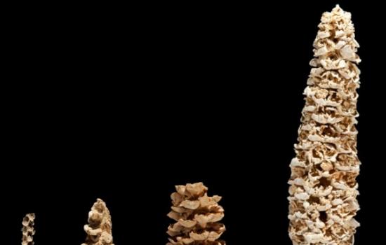 新研究追溯玉米驯化路线：在1万年前至6000年前之间被人类首次驯化