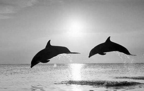 18种齿鲸亚目动物视夏威夷水域为故乡