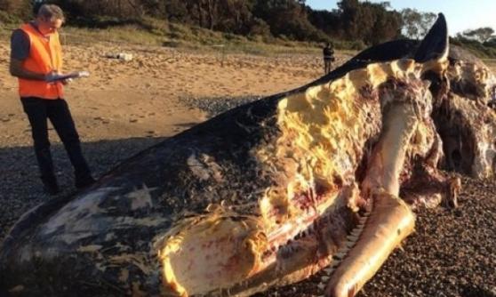 抹香鲸的下颚被咬至见骨，状甚骇人。