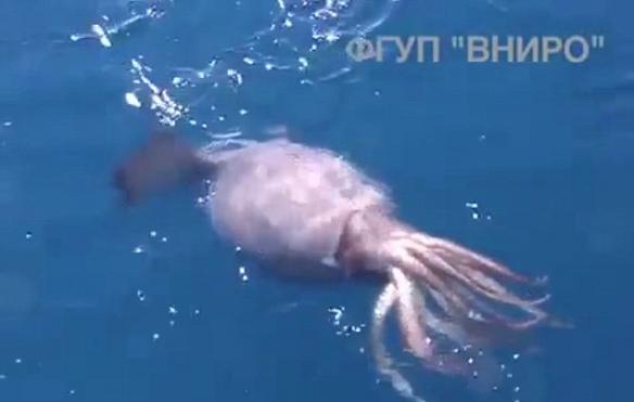 目前尚不清楚海员们拍摄的是一条巨型鱿鱼，还是体型更大的大王酸浆鱿。