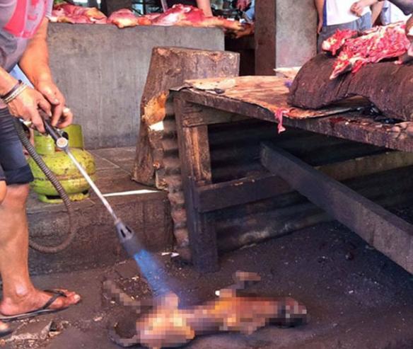 印度尼西亚市场残忍屠杀猫狗