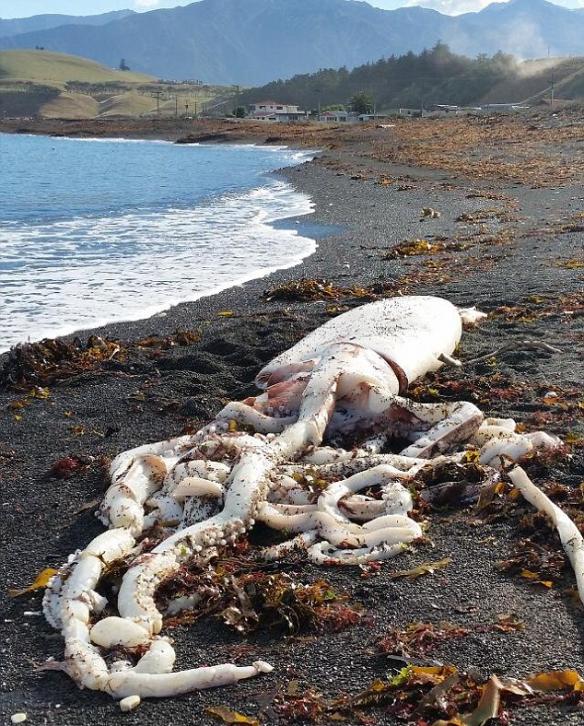 如图所示，一位男性目击者清晨在新西半南岛海湾意外发现漂浮至海滩的巨型鱿鱼尸体。通常巨型鱿鱼生活在深海，人们发现它们的机会并不多。