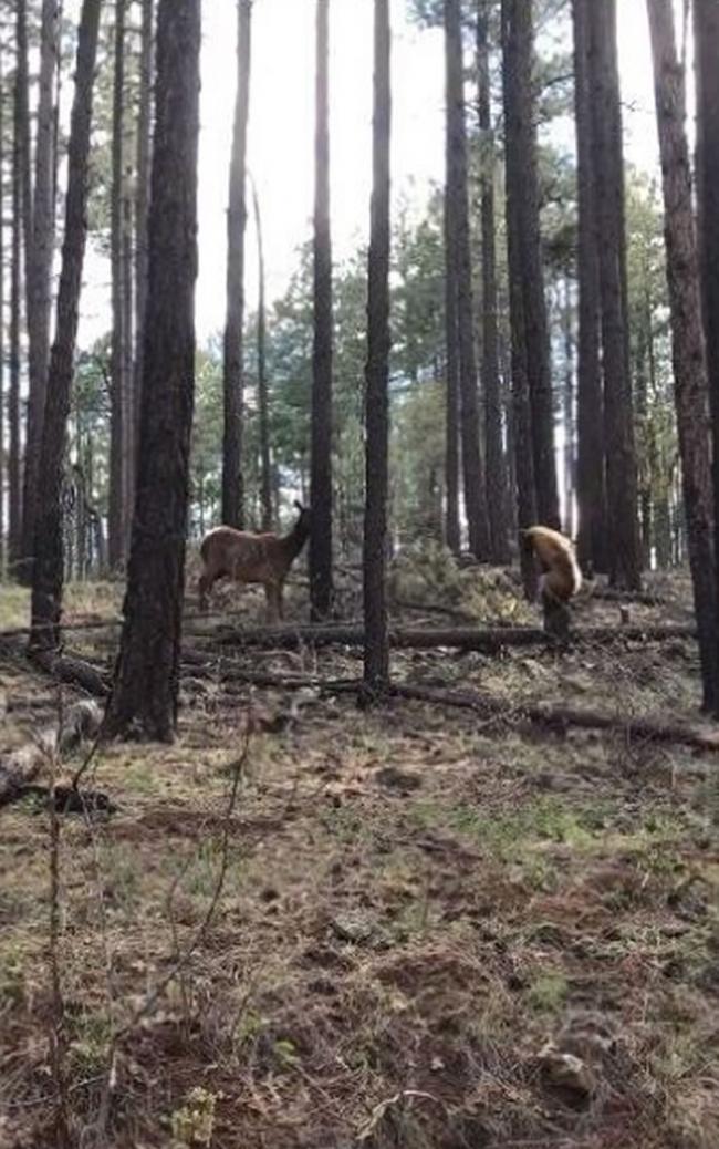 美国亚利桑那州幼麋鹿遭灰熊攻击 母鹿为救儿上前狠踢