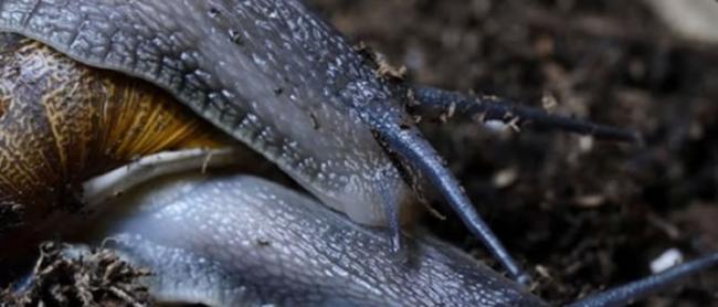 雌雄同体的蜗牛「办事」时间长达24小时，堪称「缓慢性爱」专家。