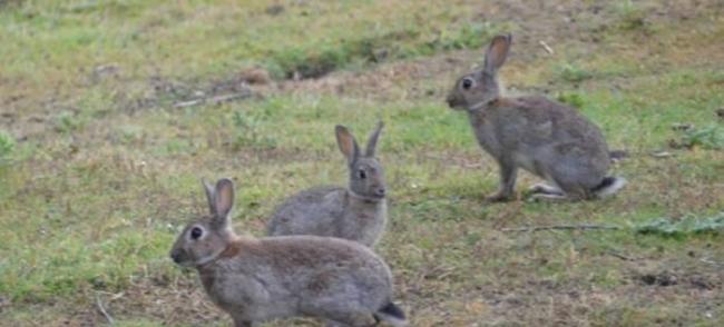 新西兰野生兔子为患。