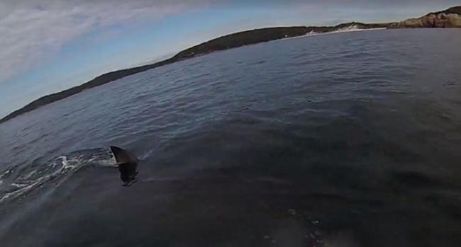澳洲男子海上划艇时遇上5米长鲨鱼围绕