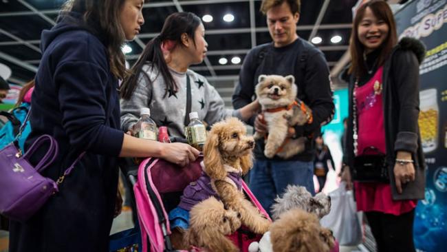 参观宠物展的民众用婴儿车推着一只贵宾犬逛街。一度被视为狂犬病带原者的宠物狗在中国日渐普及，间接鼓励中国民众更加了解宠物和野生动物的保护议题。 PHOTOGRAP