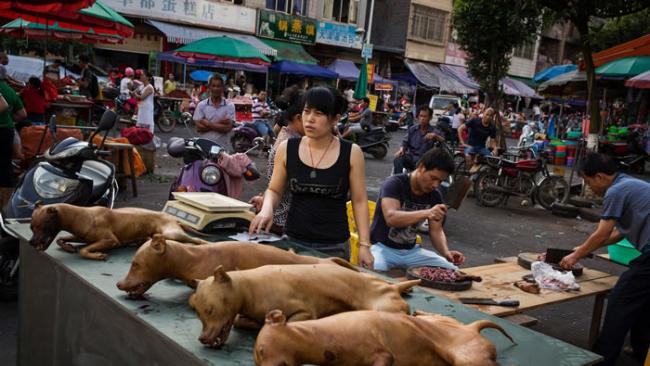 吃狗肉长久以来都是中国的习惯，不过这项习惯已经成为这个国家日渐兴盛的动保运动想要消除的目标──动保运动大多集中在中国沿海城市。 PHOTOGRAPH BY AD