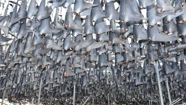 一位渔民挂着大量的鲨鱼鳍等晒干。在中国，由于打击贪腐而禁止在任何官方场合上供应鱼翅汤及其他野生动物食品。 PHOTOGRAPH BY THE YOMIURI S