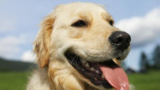 狗的驯化可能无意中导致有害遗传变化的富集