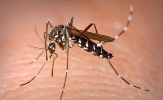 登革热病毒经由蚊传播给人类。