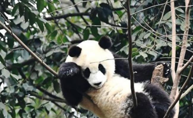 为增强保护野生大熊猫的意识，即日起向全球征集大熊猫国家公园形象标志。（资料图片）