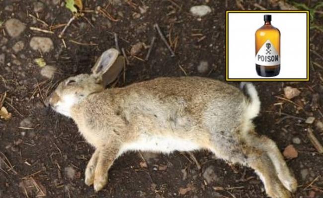 RHDV1-K5病毒能影响兔子内脏。