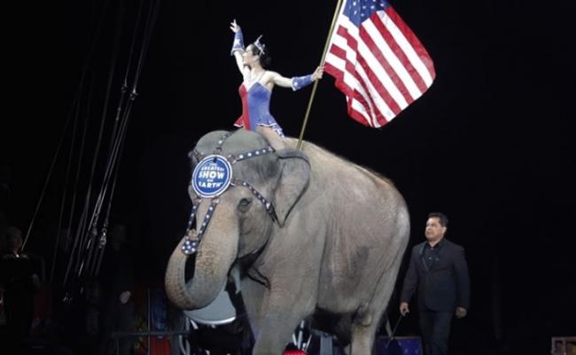 表演者手持美国国旗，骑着大象进场。