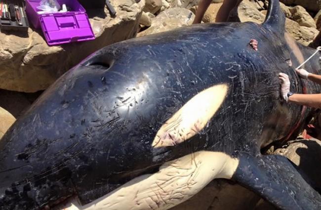杀人鲸搁浅南非沙滩死亡 肚里装着各种垃圾