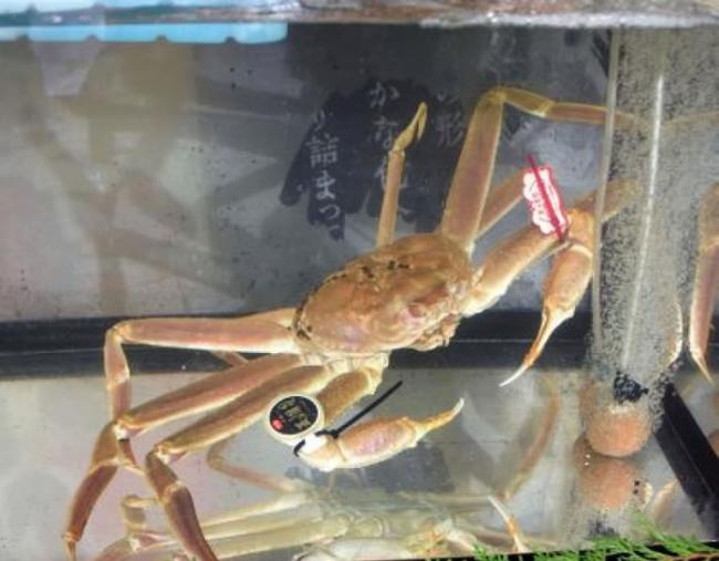 鸟取市一只获认证的楚蟹，以高价成交。