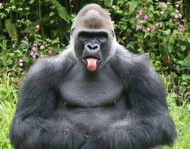英国佩恩顿动物园大猩猩Kionda这次吐舌头耍赖又爆红