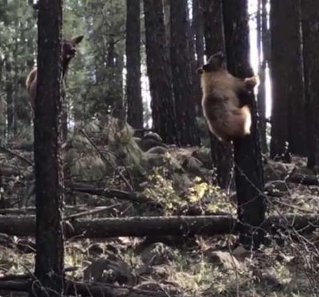美国亚利桑那州幼麋鹿遭灰熊攻击 母鹿为救儿上前狠踢