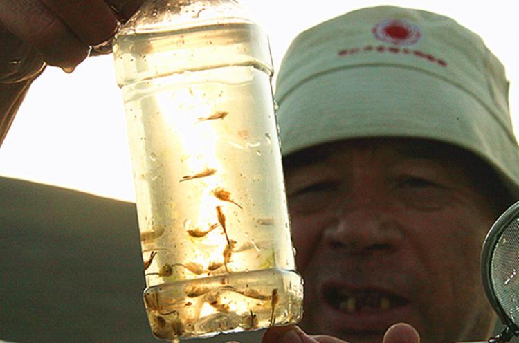 阿尔泰地区清河县文化旅游学者焦克敏在观察“仙女虾”