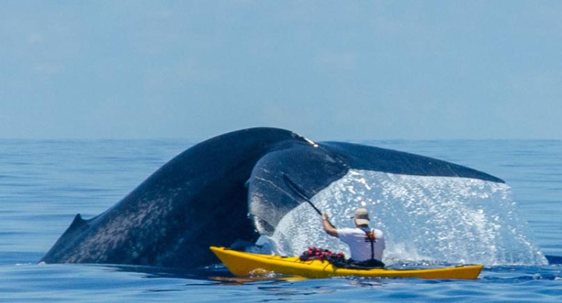 斯里兰卡印度洋，Patrick的朋友正在靠近蓝鲸。