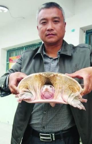 江苏渔民在长江打渔意外捕获国家一级重点保护野生动物“鼋”