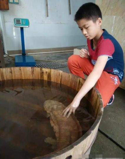 捕获的野生娃娃鱼被放在巨型木桶内