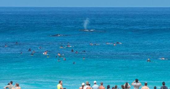 美国夏威夷北岸一头驼背鲸带着幼崽在海上冲浪