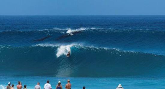 美国夏威夷北岸一头驼背鲸带着幼崽在海上冲浪