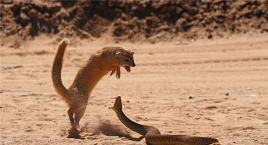 南非沙漠猫鼬试图猎杀一条毒蛇遭反击