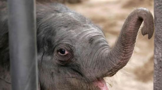 亚洲大象会用自己的象牙和声音安抚悲伤的同伴