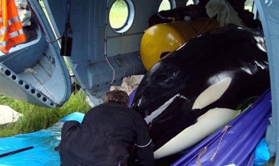 其中一条雌性杀人鲸，早前被送往莫斯科。