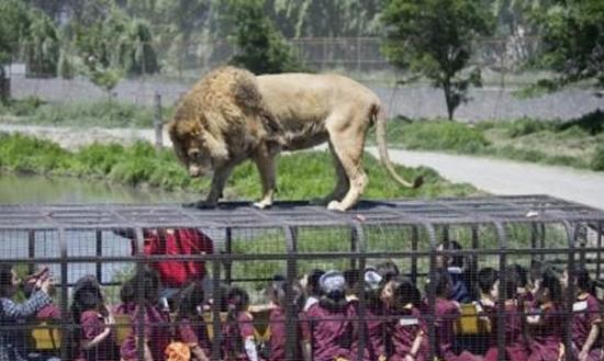 狮子跳上卡车，与在笼子里的游客近距离接触。