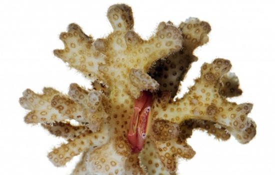 蟹类保护珊瑚免遭海星“魔口”