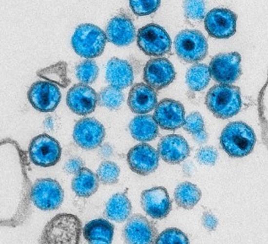 科学界一直认为内源性逆转录病毒的基因，只是人类进化的副产品。