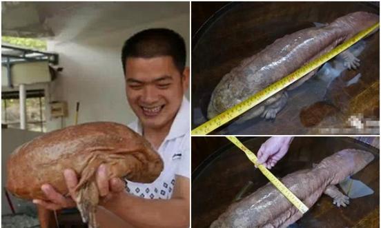 肖姓景区工作人员意外捕获巨型的野生娃娃鱼（左图），经量度发现身长83厘米、宽16厘米（右上及下图）。