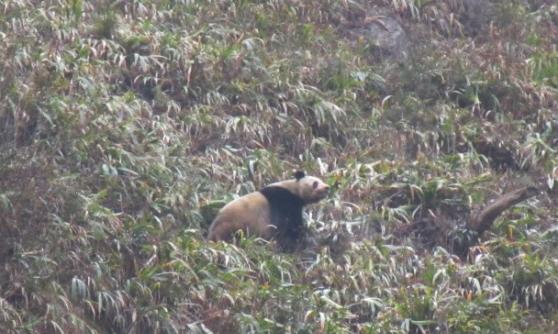 四川雅安山下发现一只野生大熊猫